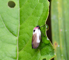 Sphenorhina quadrifera