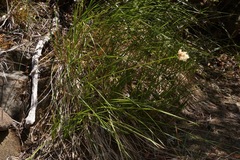 Calliscirpus criniger