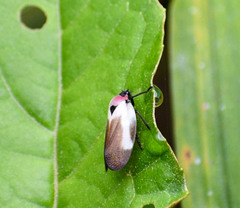 Sphenorhina quadrifera