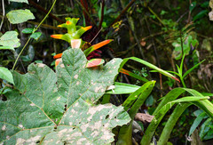 Guzmania gloriosa