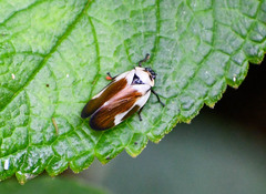 Sphenorhina quadrifera