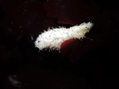 Eupentacta quinquesemita