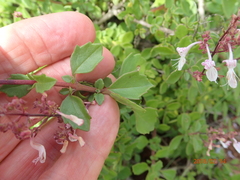 Aeollanthus parvifolius