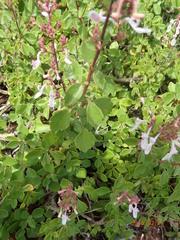 Aeollanthus parvifolius