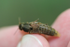 Platydracus maculosus