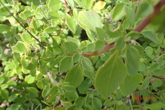 Aeollanthus parvifolius