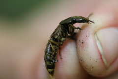 Platydracus maculosus