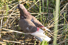 Columba livia domestica