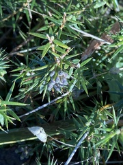 Acrotriche serrulata