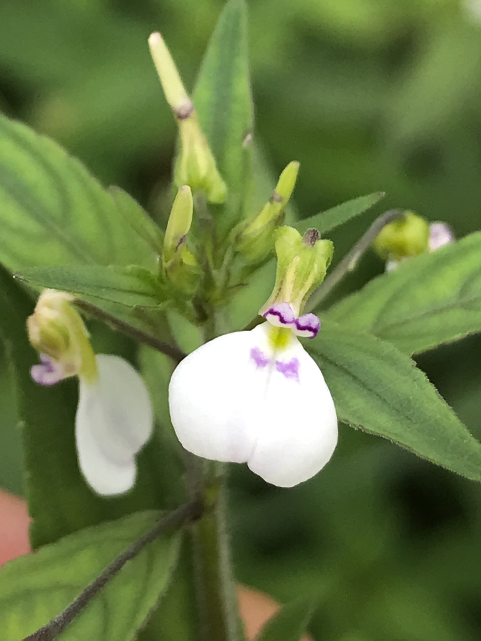Hybanthus attenuatus