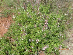 Aeollanthus parvifolius