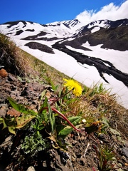 Taraxacum acricorne