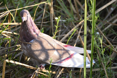 Columba livia domestica