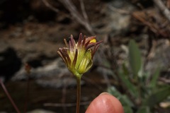 Cordylanthus pringlei