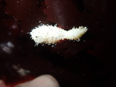 Eupentacta quinquesemita