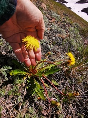 Taraxacum acricorne