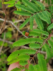 Griburius albilabris