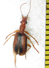 Drypta distincta