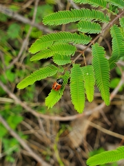 Griburius albilabris