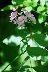 Phlox maculata