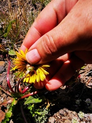 Taraxacum acricorne