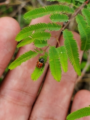 Griburius albilabris