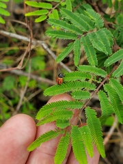 Griburius albilabris