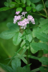 Phlox maculata