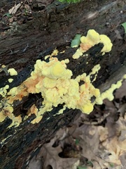Laetiporus sulphureus