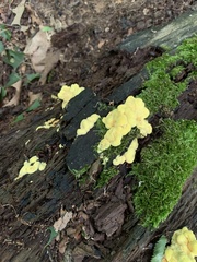 Laetiporus sulphureus