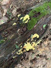 Laetiporus sulphureus