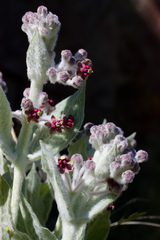 Asclepias californica
