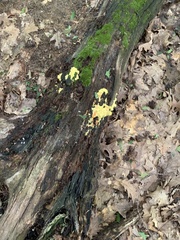 Laetiporus sulphureus