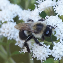 Bombus impatiens