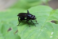 Chalcosyrphus chalybeus