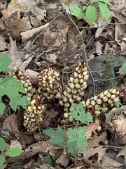 Conopholis americana