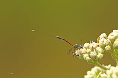 Gasteruption jaculator