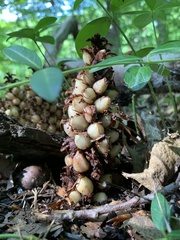 Conopholis americana