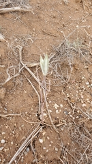 Calochortus nuttallii