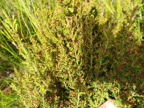 Image of Erica rigidula by (c) linkie, some rights reserved (CC BY)