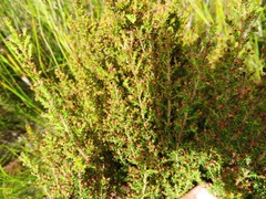 Erica rigidula