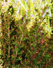 Erica rigidula