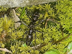 Neoponera aenescens