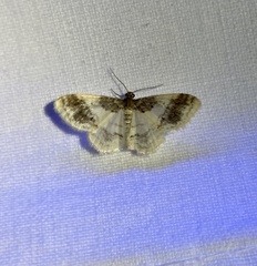 Hydrelia condensata