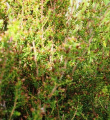 Erica rigidula