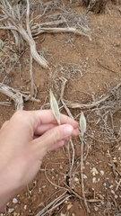 Calochortus nuttallii