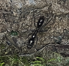 Neoponera aenescens