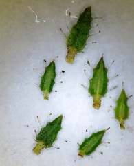 Erica rigidula
