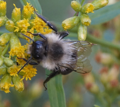 Bombus impatiens