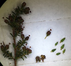 Erica rigidula